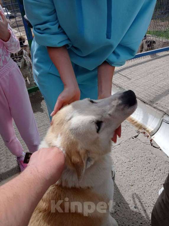 Собаки в других городах Краснодарского края: Метис Пхунсан по версии Яндекс в дар возможна доставка Мальчик, Бесплатно - фото 3