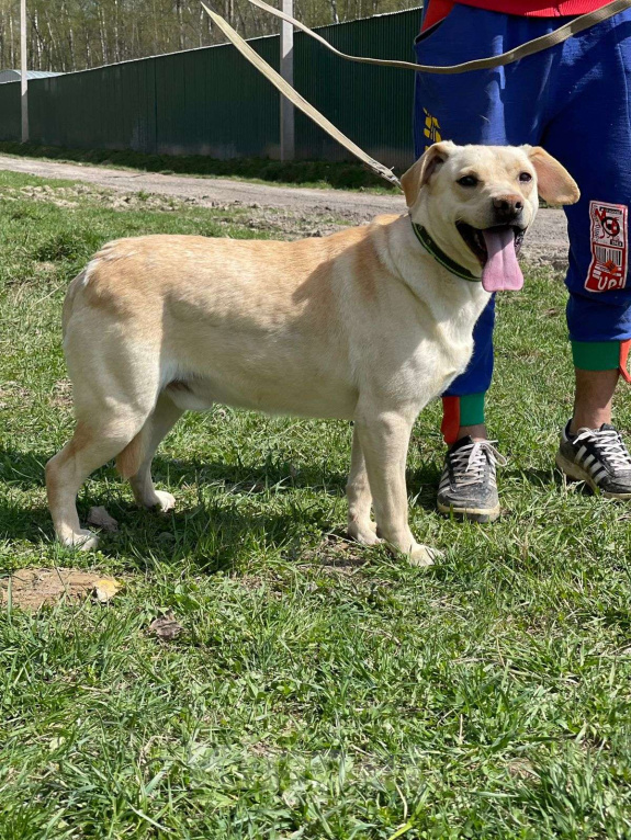 Собаки в Москве: Лабрадор метис в приюте Мальчик, Бесплатно - фото 5