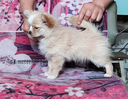 Объявление: щенок чихуахуа, 40 000 руб., Самара