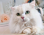 Кошки в Воронеже: Серебристая длинношерстная шиншилла Девочка, 15 000 руб. - фото 2