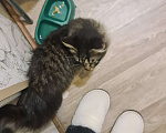 Кошки в Самаре: Найден кот Мальчик, Бесплатно - фото 3