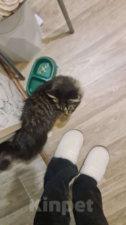 Кошки в Самаре: Найден кот Мальчик, Бесплатно - фото 3