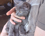 Кошки в Юрьеве-Польском: Котенок Девочка, Бесплатно - фото 1