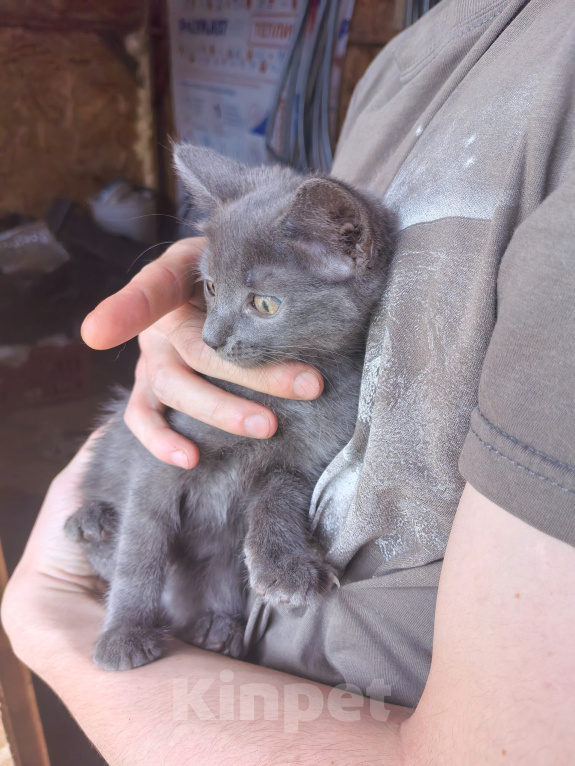 Кошки в Юрьеве-Польском: Котенок Девочка, Бесплатно - фото 1