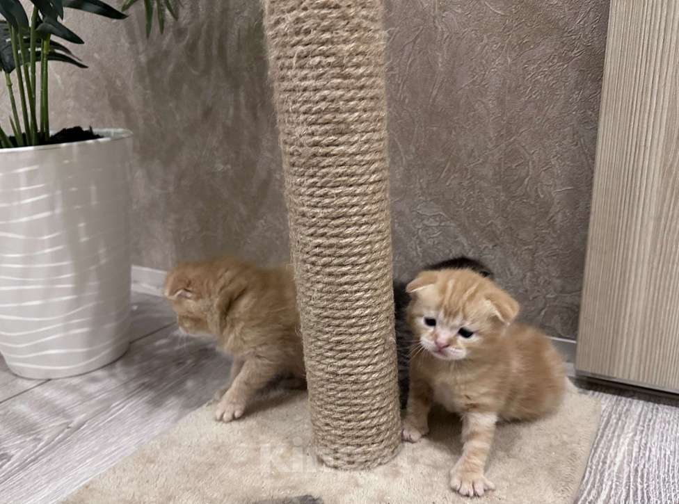 Кошки в Вологде: Шотландские вислоухие котята Мальчик, 10 000 руб. - фото 3