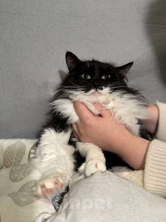 Кошки в Балашихе: Бэтти Девочка, Бесплатно - фото 2