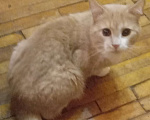 Кошки в Москве: Рыженький шотландский  котик-подросток Мальчик, Бесплатно - фото 3