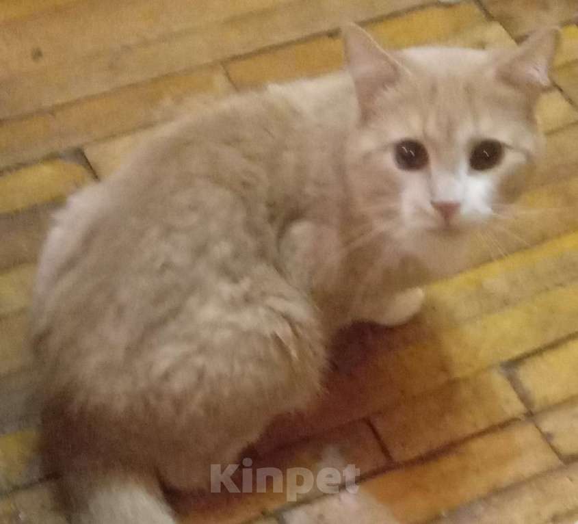 Кошки в Москве: Рыженький шотландский  котик-подросток Мальчик, Бесплатно - фото 3