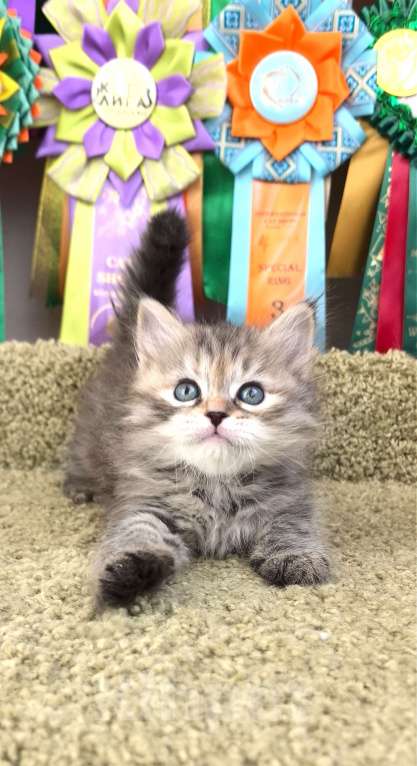 Кошки в Тюмени: Сибирские котята Девочка, 70 000 руб. - фото 6