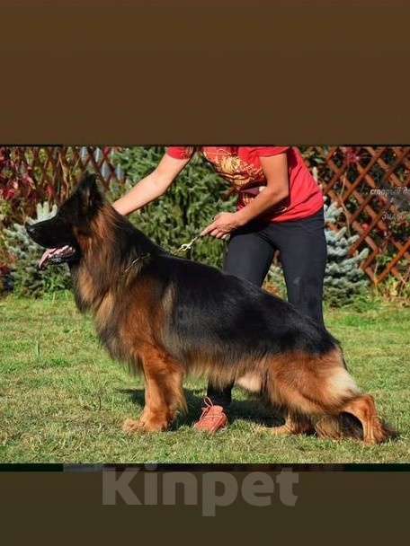 Собаки в Москве: Элитные щенки немецкой овчарки длиношерстные Девочка, 150 000 руб. - фото 4