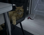 Кошки в Санкт-Петербурге: Кот в добрые руки Мальчик, Бесплатно - фото 3