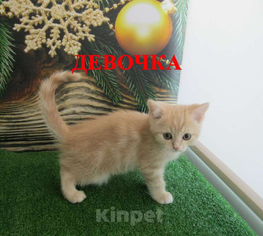 Кошки в Ставрополе: Котенок кремовый Девочка, 10 000 руб. - фото 2