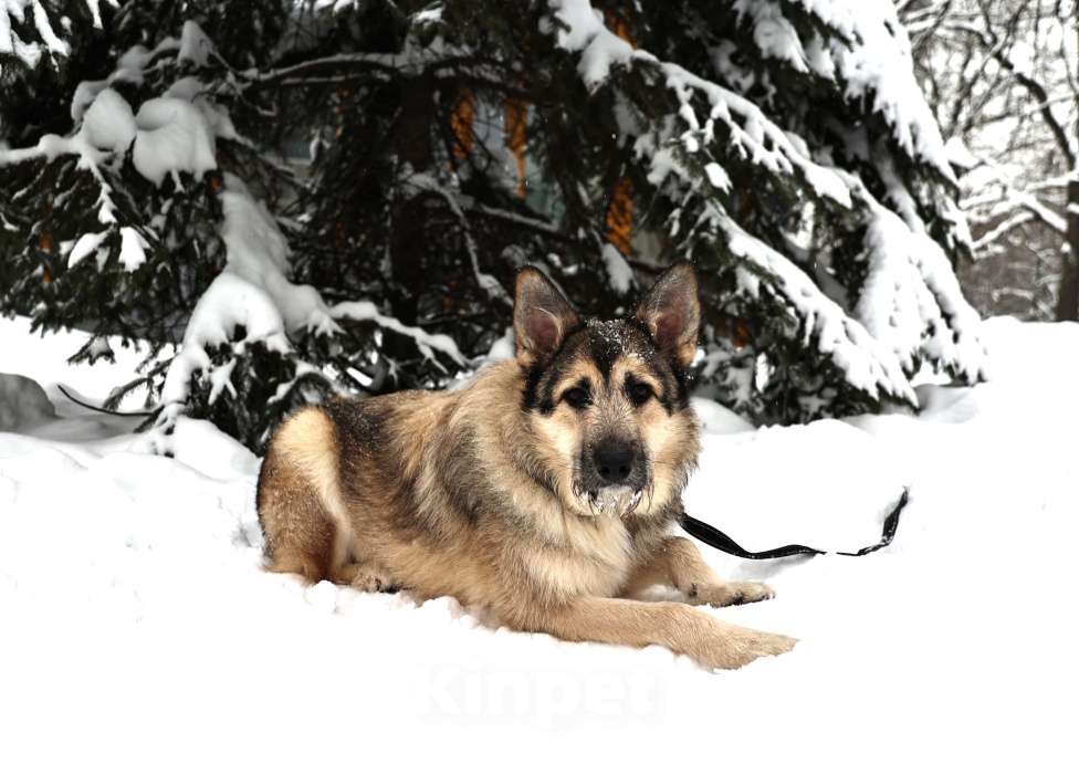 Собаки в Москве: Собака бесплатно Москва Мальчик, Бесплатно - фото 4