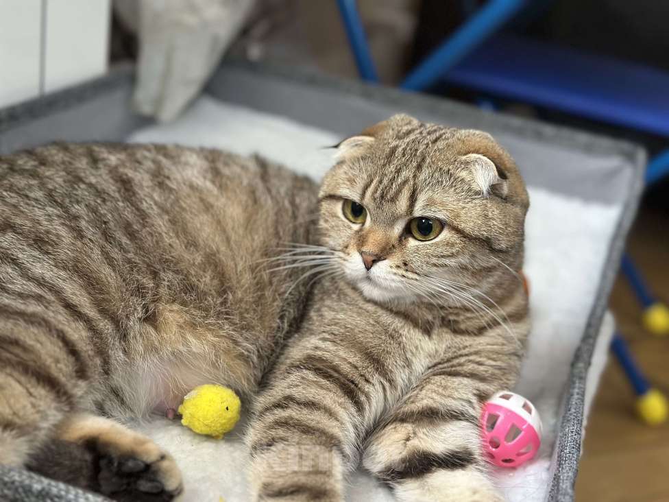 Кошки в других городах Московской области: Шотландский вислоухий котик Мальчик, 18 000 руб. - фото 4