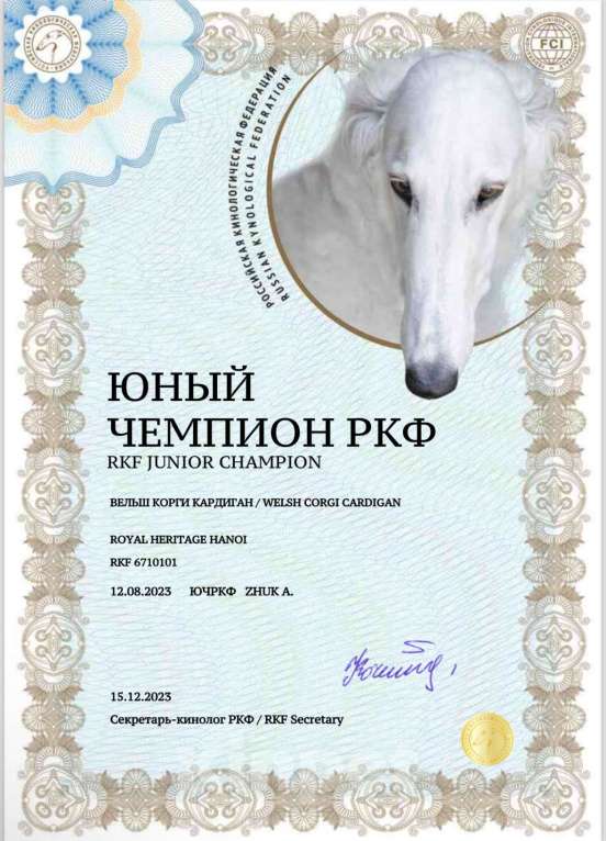 Собаки в Мытищах: Вязка Корги Кардиган(Юный Чемпион России) Мальчик, Бесплатно - фото 10