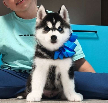 Хаски Щенки Разных окрасов