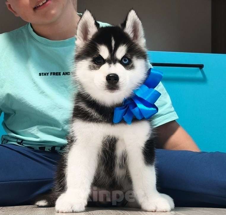Собаки в Владивостоке: Хаски Щенки Разных окрасов Разнополые, Бесплатно - фото 1