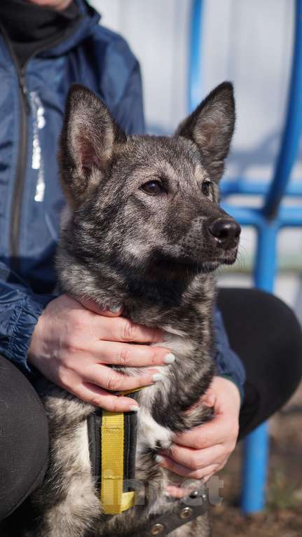 Собаки в Ногинске: Щенок ищет дом Мальчик, Бесплатно - фото 5