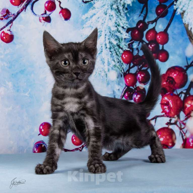 Кошки в Москве: Бугатти Девочка, 55 000 руб. - фото 2