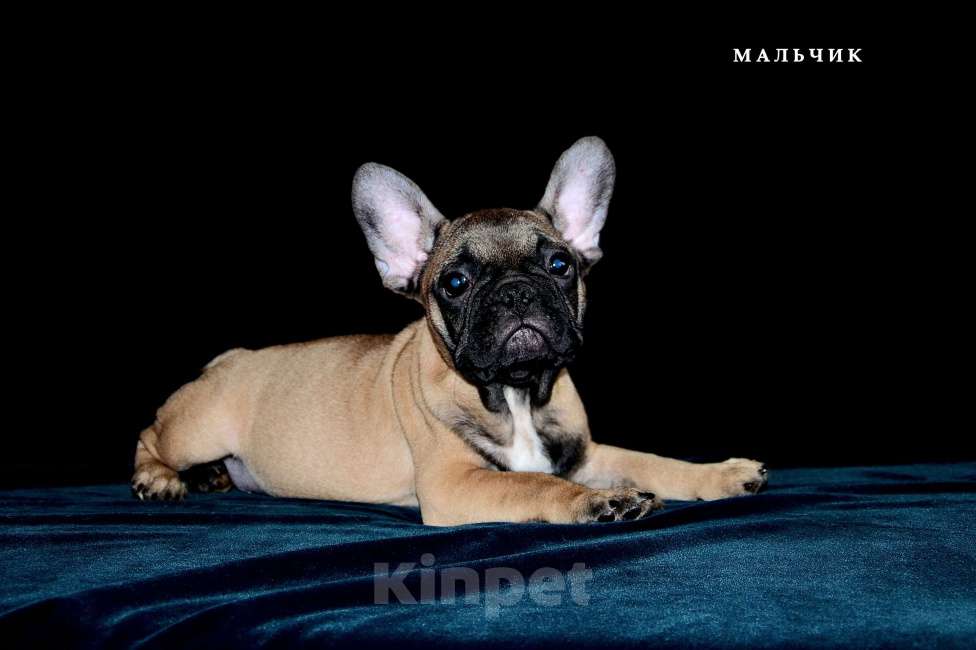 Собаки в Екатеринбурге: Французский бульдог. Ушастый СПЕЦНАЗ  Мальчик, Бесплатно - фото 4