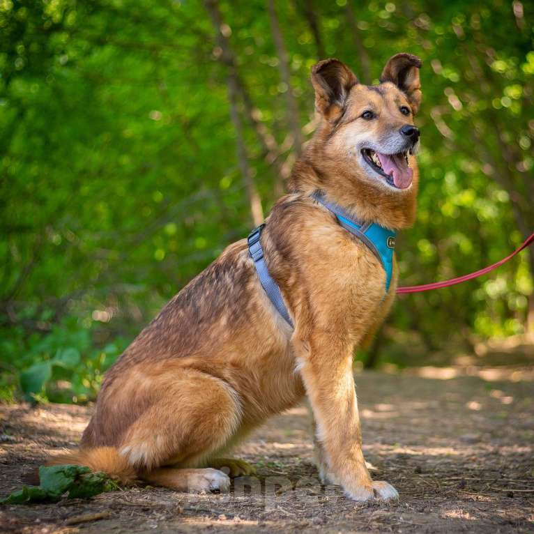 Собаки в Москве: Дана Девочка, Бесплатно - фото 5
