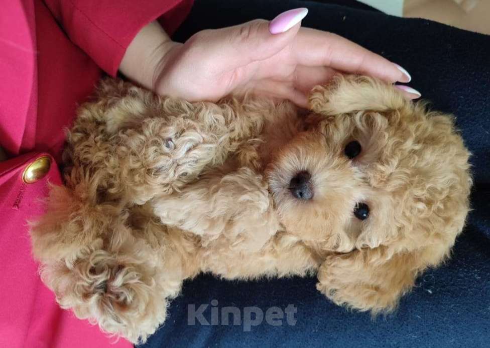 Собаки в Москве: Той пудель девочка  Девочка, 80 000 руб. - фото 2