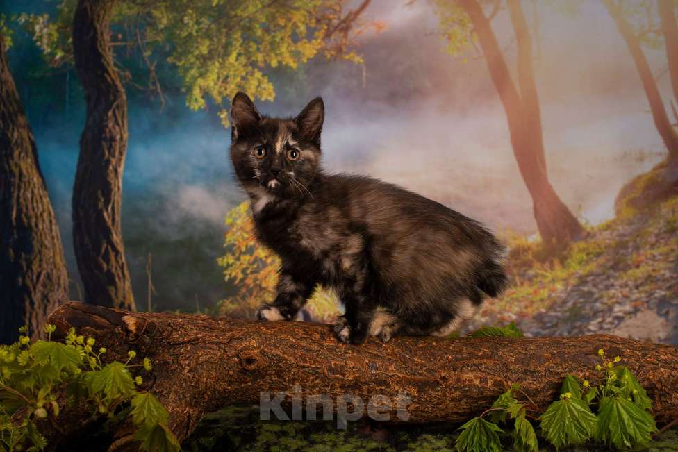 Кошки в Санкт-Петербурге: Котята курильского бобтейла  Девочка, 40 000 руб. - фото 1