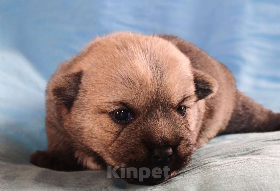 Собаки в Москве: Норвичата Мальчик, Бесплатно - фото 5