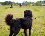 Собаки в Наро-Фоминске: Стен, привит, кастрирован. В самые добрые руки. Мальчик, Бесплатно - фото 8