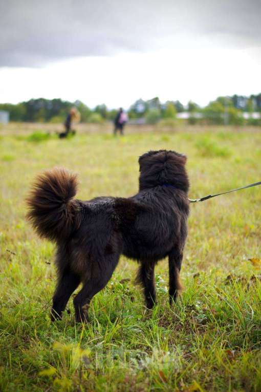 Собаки в Наро-Фоминске: Стен, привит, кастрирован. В самые добрые руки. Мальчик, Бесплатно - фото 8