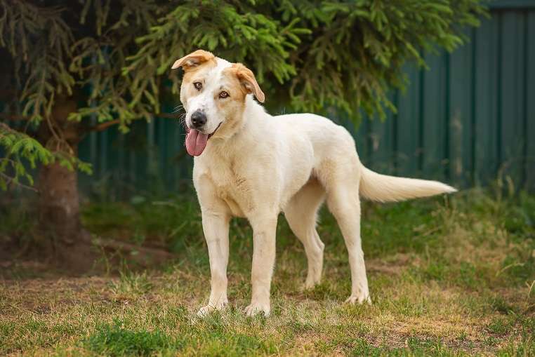 Собаки в Москве: Альба Девочка, Бесплатно - фото 5