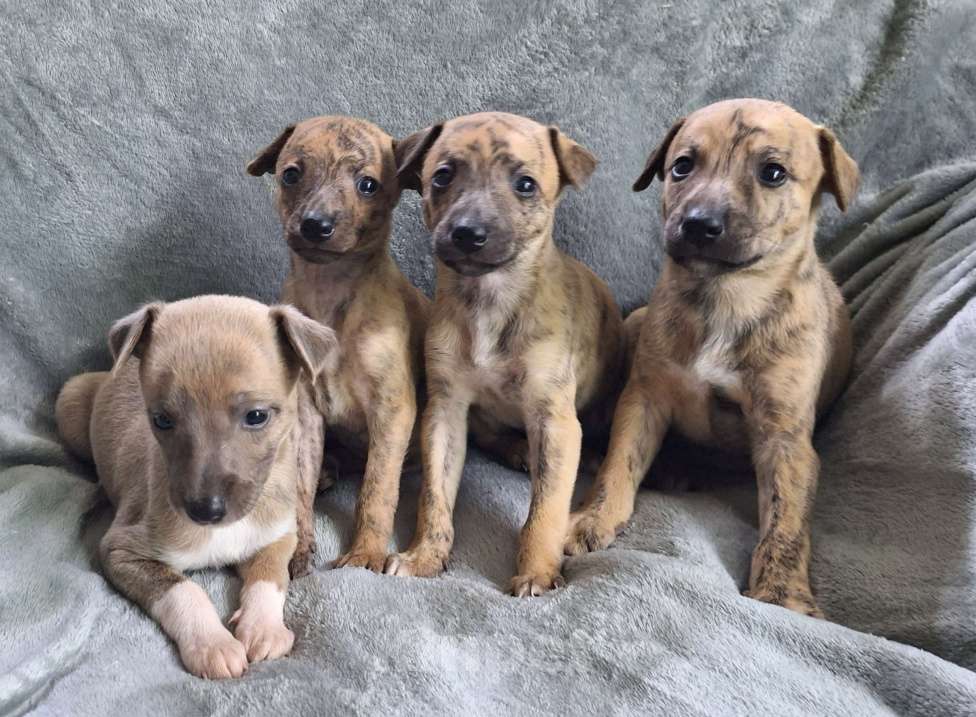 Собаки в Ангарске: Продам щенят Уиппета Девочка, 25 000 руб. - фото 1