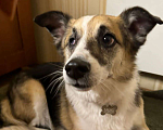 Собаки в Москве: Рикки в поисках семьи Мальчик, Бесплатно - фото 1