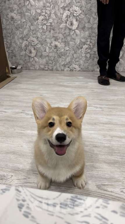 Собаки в Москве: Щенок Корги пемброк  Мальчик, 35 000 руб. - фото 4