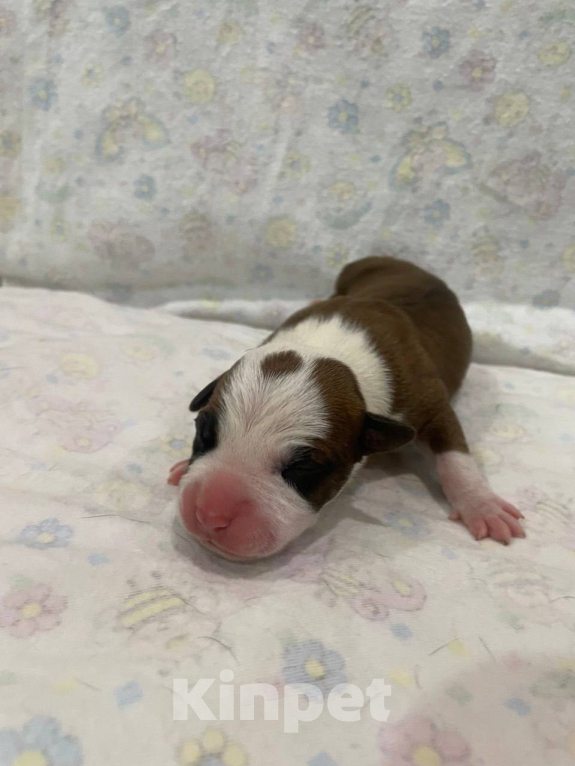 Собаки в Мурманске: Щенки стаффа, РКФ Девочка, Бесплатно - фото 2