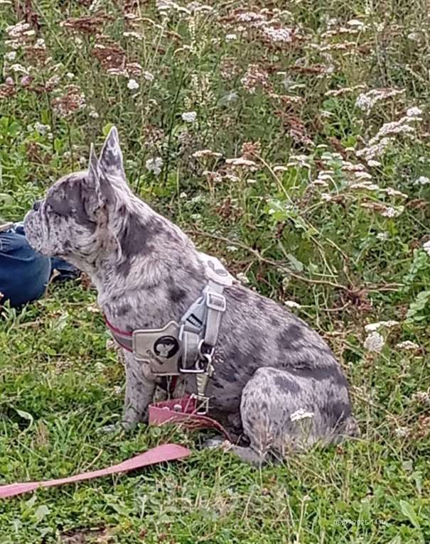 Собаки в Санкт-Петербурге: Продам щенков французского бульдога Девочка, 50 000 руб. - фото 7