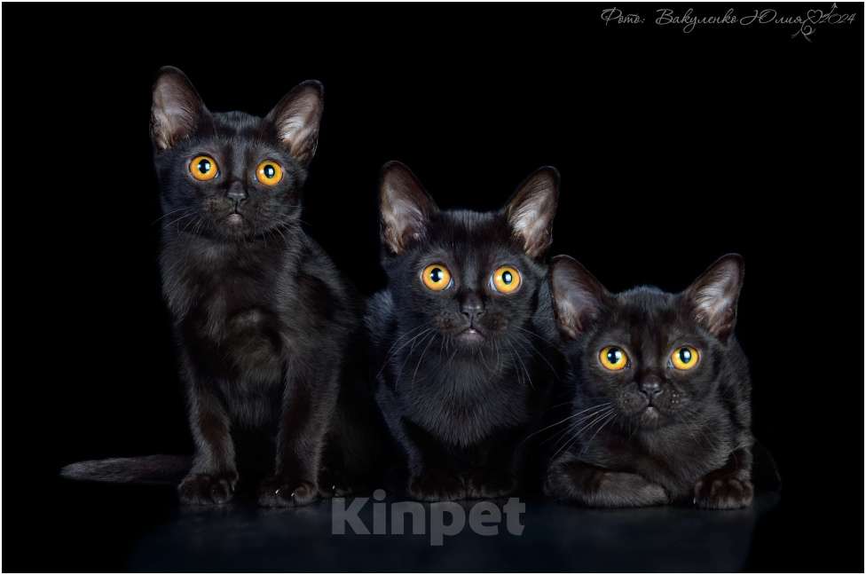 Кошки в Ростове-на-Дону: Котята породы Бомбей Мальчик, Бесплатно - фото 7