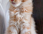 Кошки в Красном Севшем: Шикарный кот Мальчик, Бесплатно - фото 4