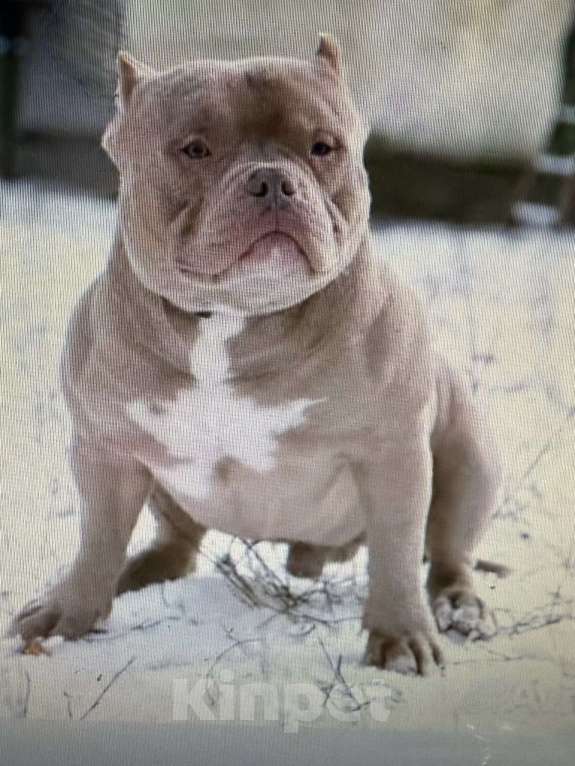 Собаки в Жуковском: Предлагается к вязке кобель ам булли покет Мальчик, 35 000 руб. - фото 1