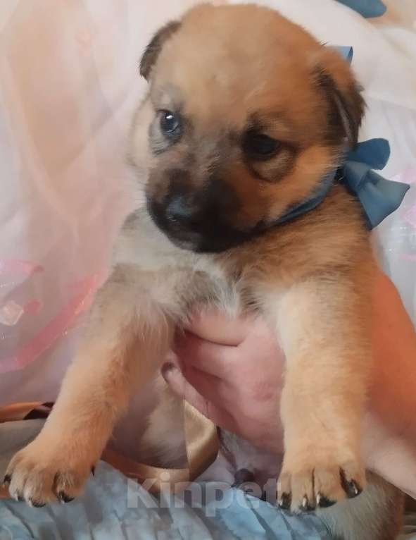 Собаки в Воронеже: Продаются щенки Мальчик, Бесплатно - фото 5