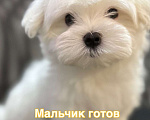 Собаки в Самаре: Мальтезе Мальчик, 70 000 руб. - фото 1