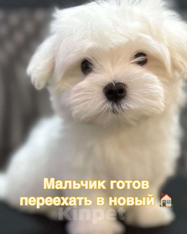 Собаки в Самаре: Мальтезе Мальчик, 70 000 руб. - фото 1
