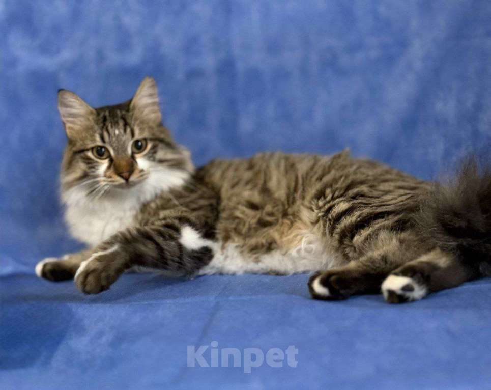 Кошки в Москве: котенок Кемер ищет дом Мальчик, Бесплатно - фото 5