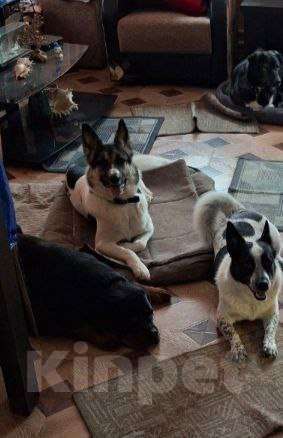 Собаки в Сергиеве Посаде: Аша якутенок Девочка, Бесплатно - фото 1