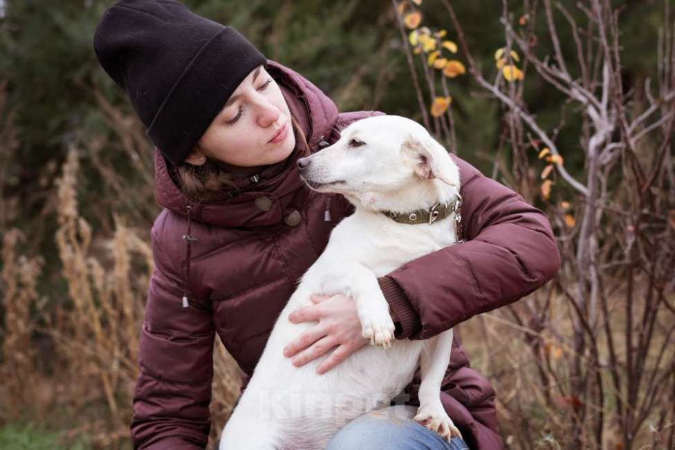 Собаки в Москве: Собака из приюта ищет дом Девочка, Бесплатно - фото 6