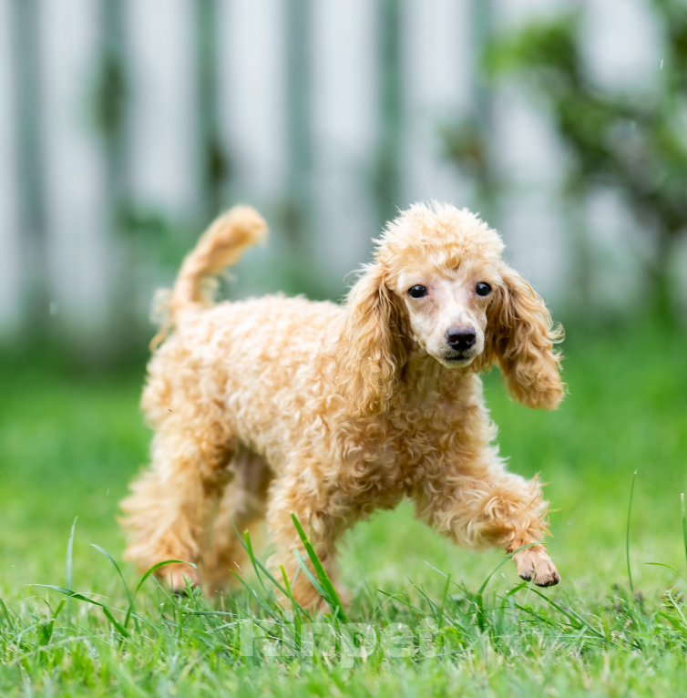Собаки в Раменском: девочка супер мини Девочка, Бесплатно - фото 3