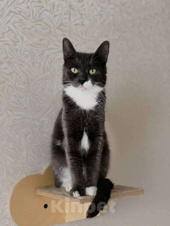 Кошки в Балашихе: Том Мальчик, Бесплатно - фото 2