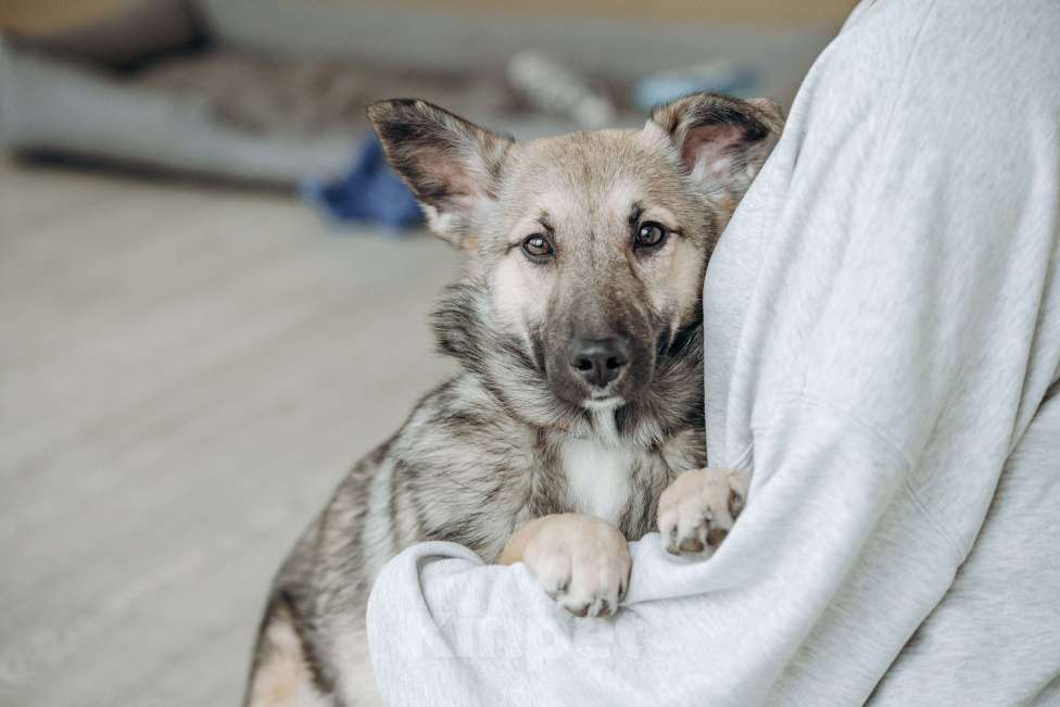 Собаки в Москве: Щенок бесплатно в Москве Девочка, Бесплатно - фото 2