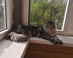 Кошки в Костроме: Мейн-кун вязка, 5 000 руб. - фото 2