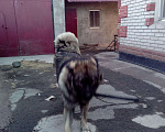 Собаки в Новотроицке: Вязка, 1 руб. - фото 1